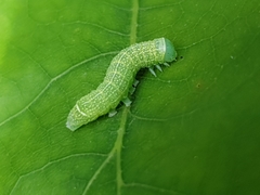 Orthosia cerasi