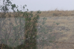 Populus deltoides monilifera