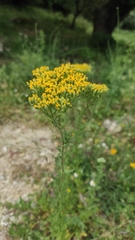 Achillea ageratum