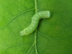 Orthosia cerasi