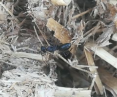 Camponotus aethiops