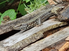 Podarcis muralis