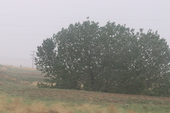 Populus deltoides monilifera