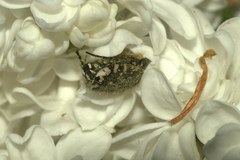 Oxythyrea funesta