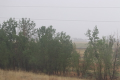 Populus deltoides monilifera