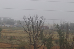 Populus deltoides monilifera