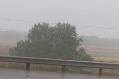 Populus deltoides monilifera