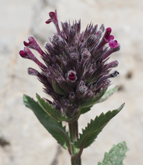 Nepeta trachonitica