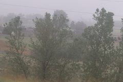 Populus deltoides monilifera