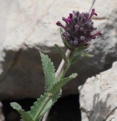 Nepeta trachonitica