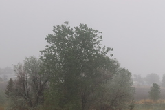 Populus deltoides monilifera