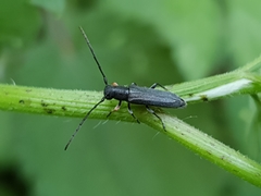 Phytoecia cylindrica