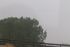 Populus deltoides monilifera