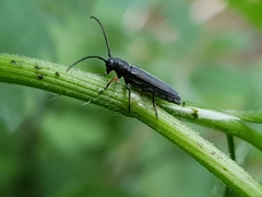 Phytoecia cylindrica