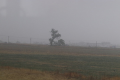 Populus deltoides monilifera