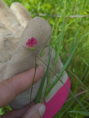 Lathyrus nissolia