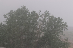 Populus deltoides monilifera