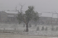 Populus deltoides monilifera