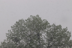 Populus deltoides monilifera