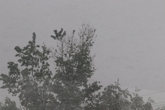 Populus deltoides monilifera