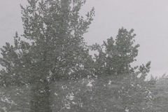 Populus deltoides monilifera