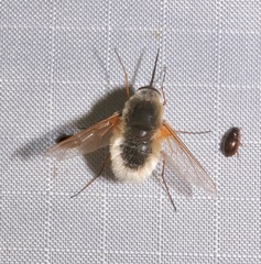 Systoechus candidulus