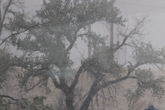 Populus deltoides monilifera