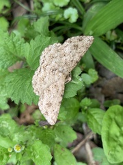 Racotis boarmiaria
