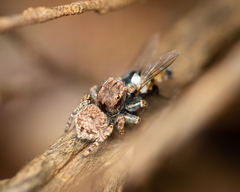 Maratus vespertilio