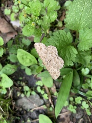 Racotis boarmiaria