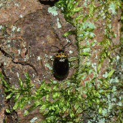 Morphosphaera japonica