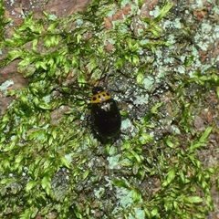 Morphosphaera japonica