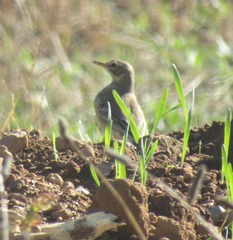 Anthus leucophrys leucophrys