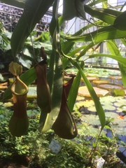 Nepenthaceae