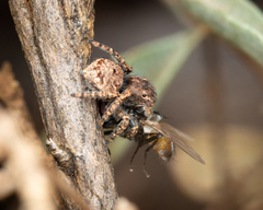 Maratus vespertilio
