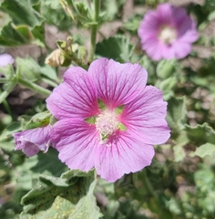 Malva lusitanica