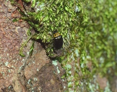 Morphosphaera japonica