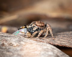 Maratus vespertilio