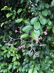 Urceola rosea