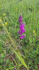 Polygala major