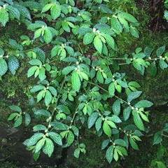 Elatostema parvum