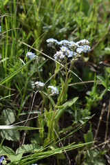 Myosotis imitata