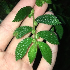 Elatostema parvum