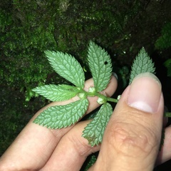 Elatostema parvum