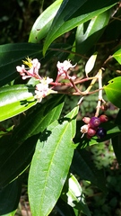 Miconia mexicana