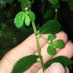 Elatostema parvum