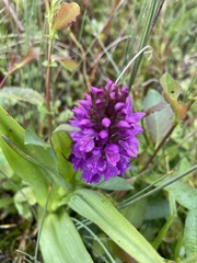 Dactylorhiza purpurella