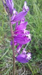 Polygala major