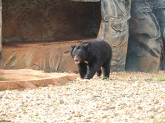 Ursus thibetanus