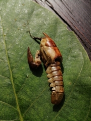 Austropotamobius pallipes